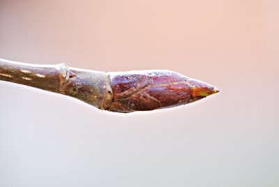 Populus androscoggin - topol Androscogův - zimní pupen 1